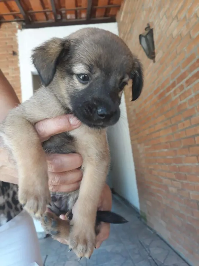 Cachorro ra a Vira lata  idade Abaixo de 2 meses nome Filhotes sem nome 