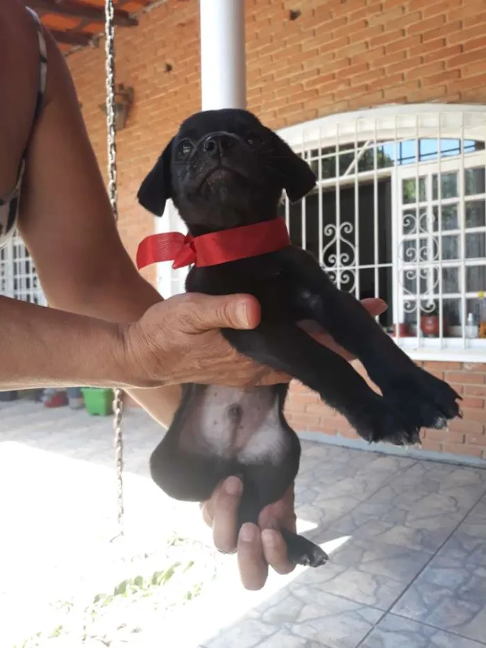 Cachorro ra a Vira lata  idade Abaixo de 2 meses nome Filhotes sem nome 