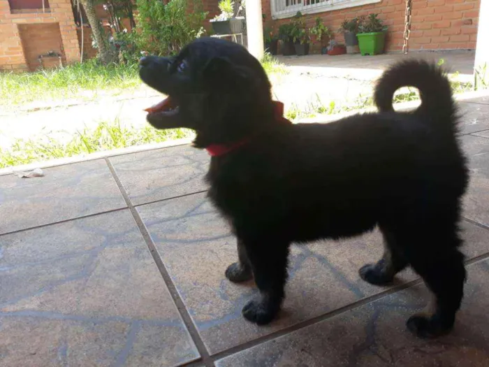 Cachorro ra a Vira lata  idade Abaixo de 2 meses nome Filhotes sem nome 