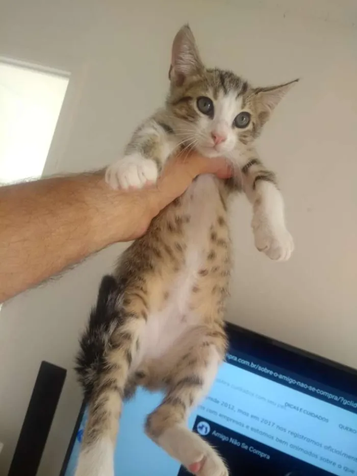 Gato raça Mestiço idade 2 a 6 meses nome Tirulipa