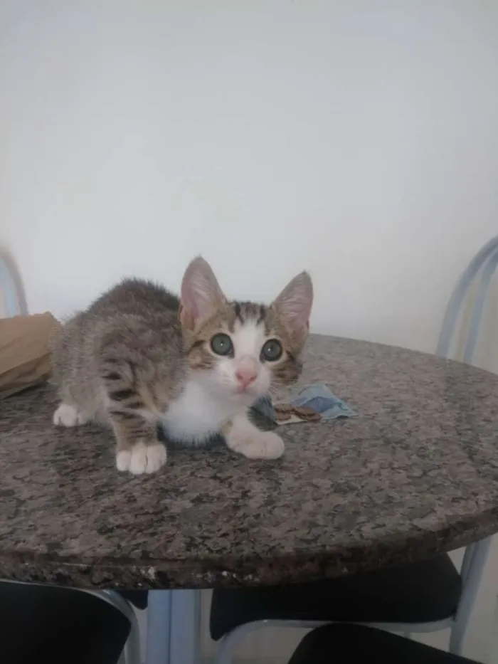 Gato raça Mestiço idade 2 a 6 meses nome Tirulipa