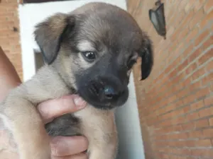 Cachorro raça Vira lata  idade Abaixo de 2 meses nome Filhotes sem nome 