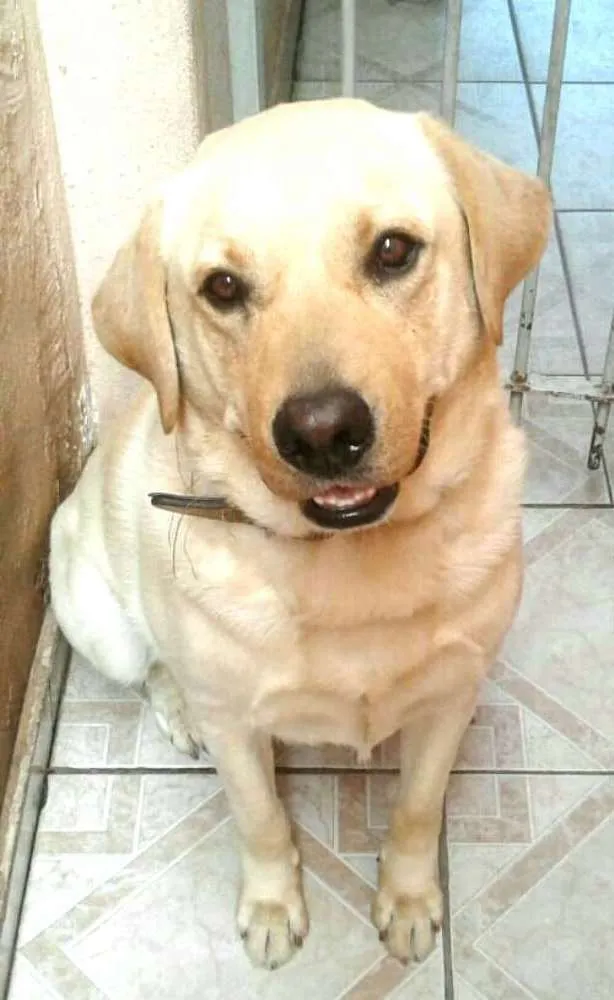 Cachorro ra a Labrador  idade 2 anos nome Luck 