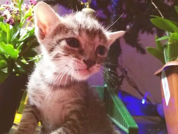 Gato ra a VIRA LATA idade Abaixo de 2 meses nome FILHOTINHOS LINDOS