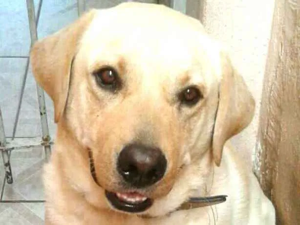 Cachorro ra a Labrador  idade 2 anos nome Luck 