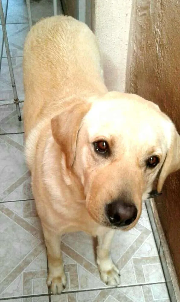 Cachorro ra a Labrador  idade 2 anos nome Luck 