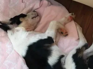 Cachorro raça Viralata idade 2 a 6 meses nome Sem nome