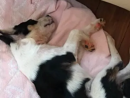 Cachorro ra a Viralata idade 2 a 6 meses nome Sem nome