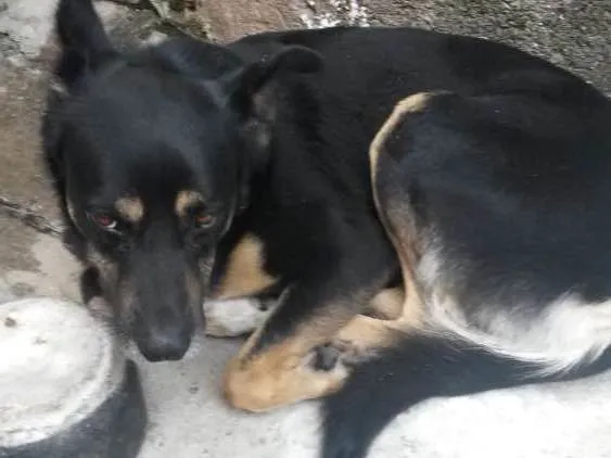 Cachorro ra a Não sei  idade 3 anos nome Rex