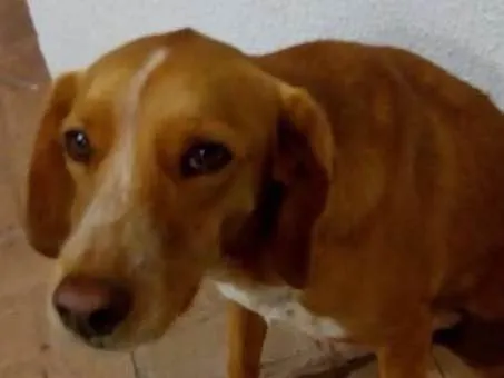 Cachorro ra a Indefinida idade 2 anos nome Madruga