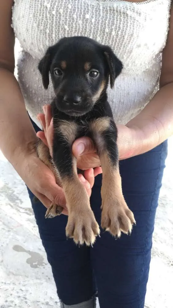Cachorro ra a Vira-lata idade Abaixo de 2 meses nome Bob
