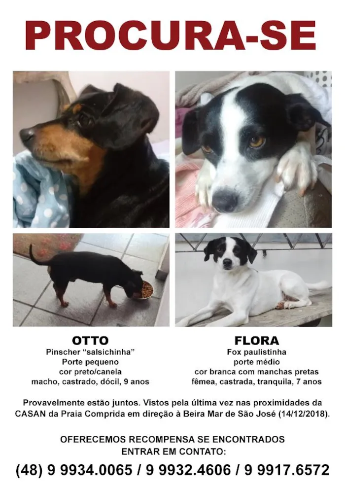 Cachorro ra a Pinscher e Fox paulistinha idade 6 ou mais anos nome Otto e Flora