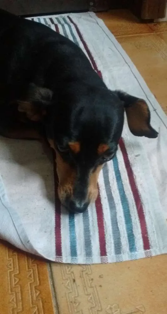 Cachorro ra a Pinscher e Fox paulistinha idade 6 ou mais anos nome Otto e Flora