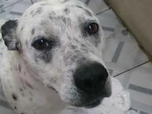 Cachorro raça Dálmata com pitbull idade 6 ou mais anos nome Apollo