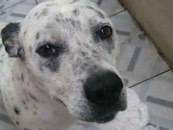 Cachorro ra a Dálmata com pitbull idade 6 ou mais anos nome Apollo