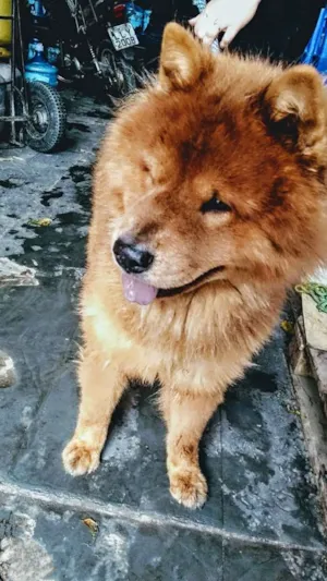 Cachorro raça Chow Chow idade 5 anos nome Simba