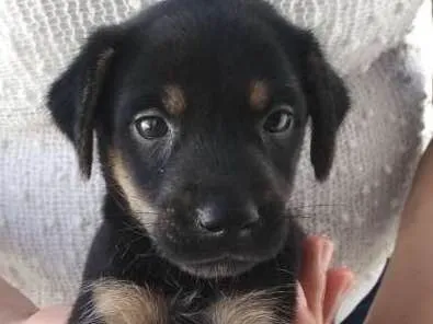 Cachorro ra a Vira-lata idade Abaixo de 2 meses nome Bob
