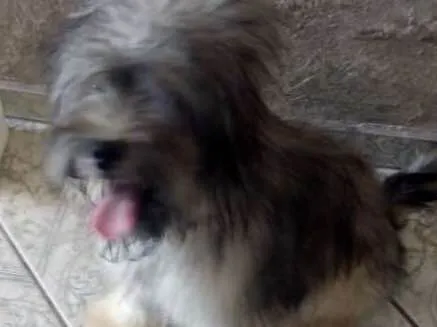 Cachorro ra a Yorkshire com poodle idade 7 a 11 meses nome Marley