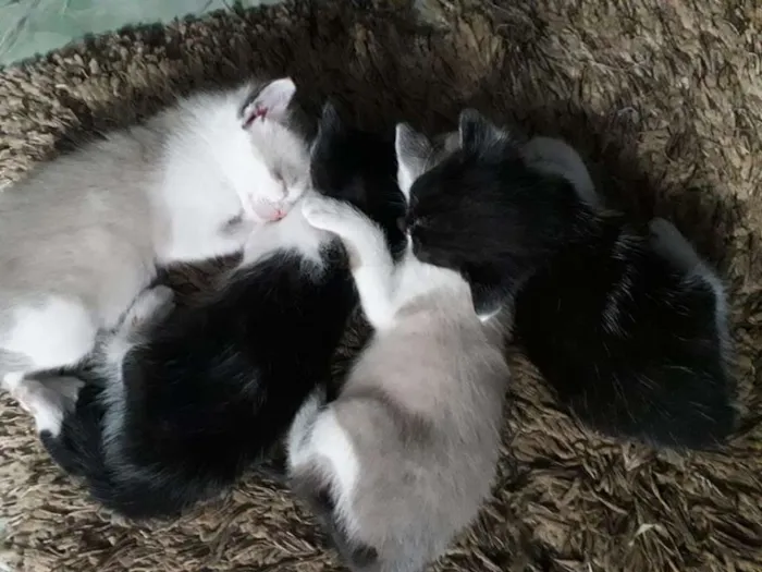 Gato raça  idade Abaixo de 2 meses nome tem 4 para doar