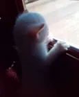 Bebês