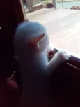 Bebês