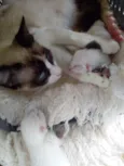 Bebês