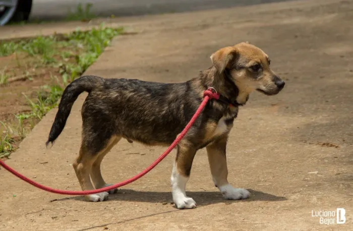 Cachorro ra a SRD idade 2 a 6 meses nome Maicon