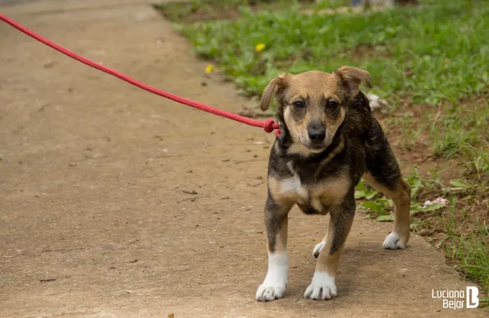 Cachorro ra a SRD idade 2 a 6 meses nome Maicon