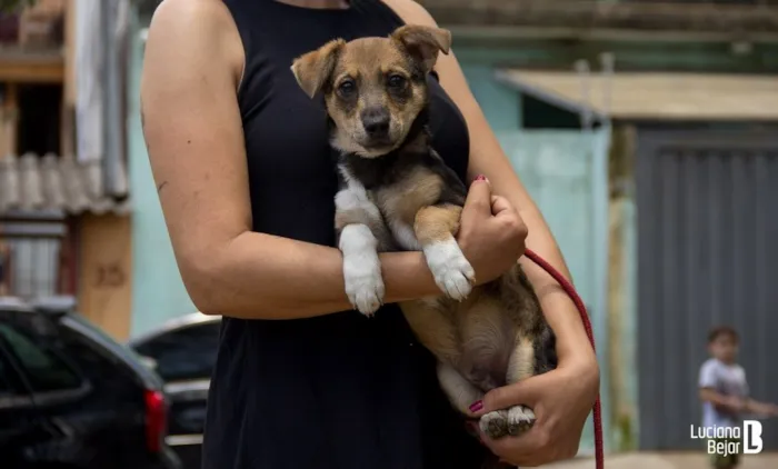 Cachorro ra a SRD idade 2 a 6 meses nome Maicon