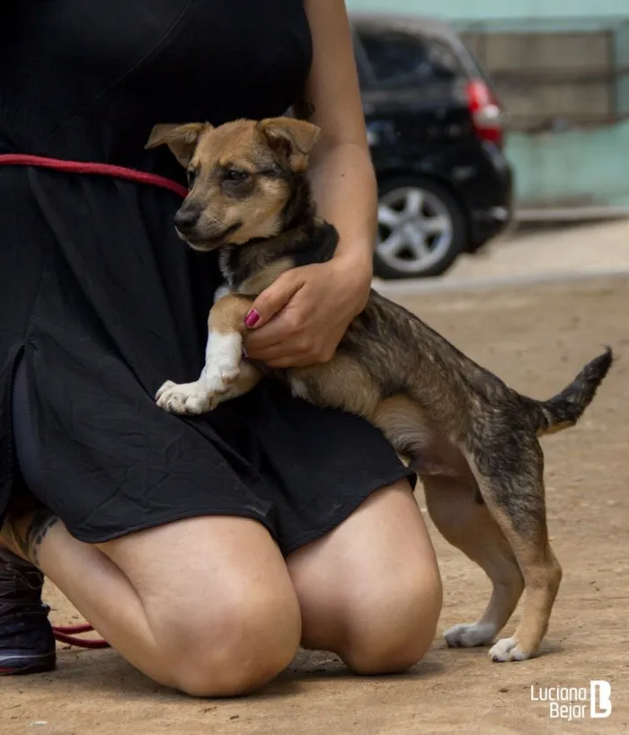 Cachorro ra a SRD idade 2 a 6 meses nome Maicon