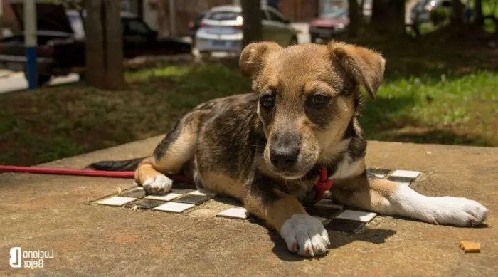 Cachorro ra a SRD idade 2 a 6 meses nome Maicon