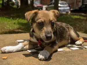 Cachorro raça SRD idade 2 a 6 meses nome Maicon