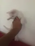 Não tem