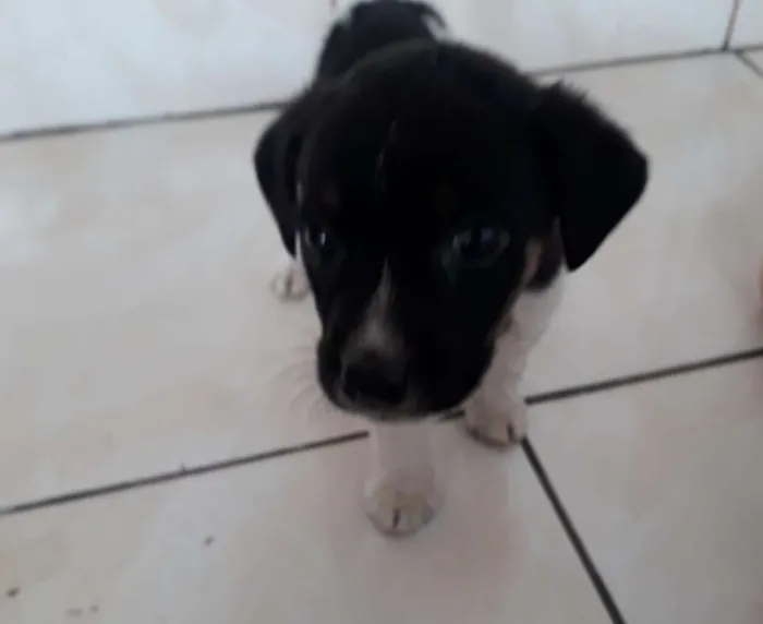 Cachorro ra a INDEFINIDA idade 2 a 6 meses nome SEM NOME