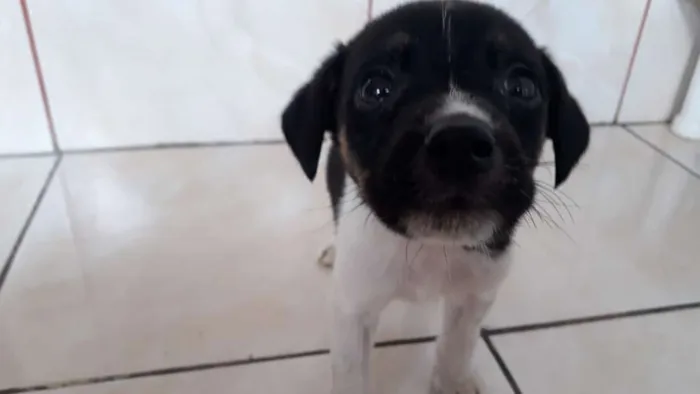 Cachorro ra a INDEFINIDA idade 2 a 6 meses nome SEM NOME