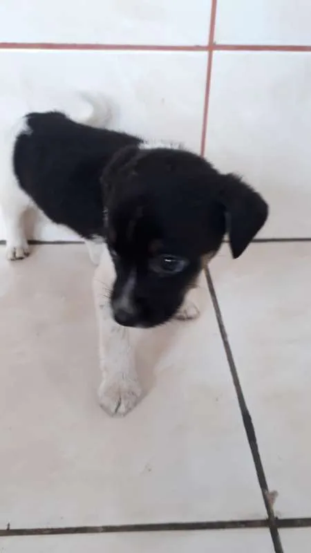 Cachorro ra a INDEFINIDA idade 2 a 6 meses nome SEM NOME