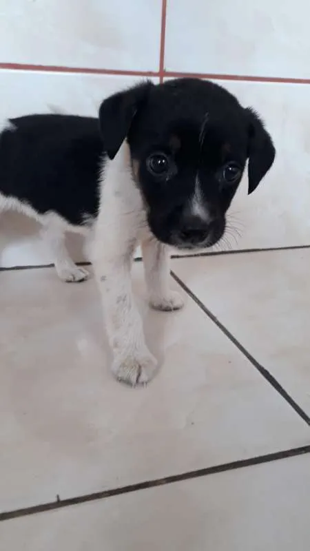 Cachorro ra a INDEFINIDA idade 2 a 6 meses nome SEM NOME