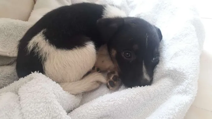 Cachorro ra a INDEFINIDA idade 2 a 6 meses nome SEM NOME