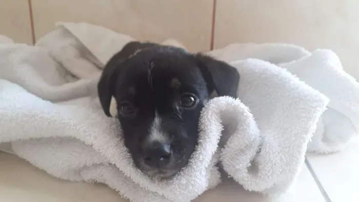 Cachorro ra a INDEFINIDA idade 2 a 6 meses nome SEM NOME