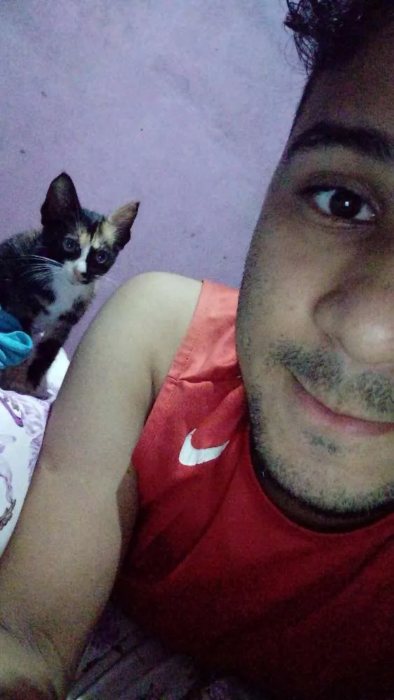 Gato raça  idade Abaixo de 2 meses nome Sem nome