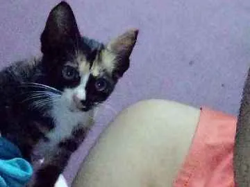 Gato raça  idade Abaixo de 2 meses nome Sem nome