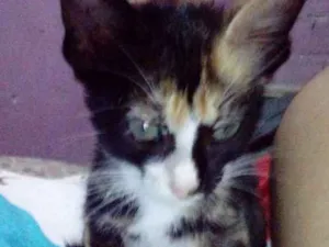 Gato raça  idade Abaixo de 2 meses nome Sem nome