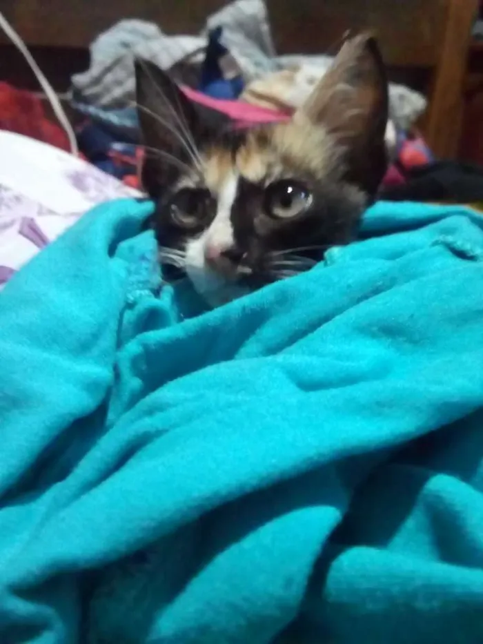 Gato raça  idade Abaixo de 2 meses nome Sem nome