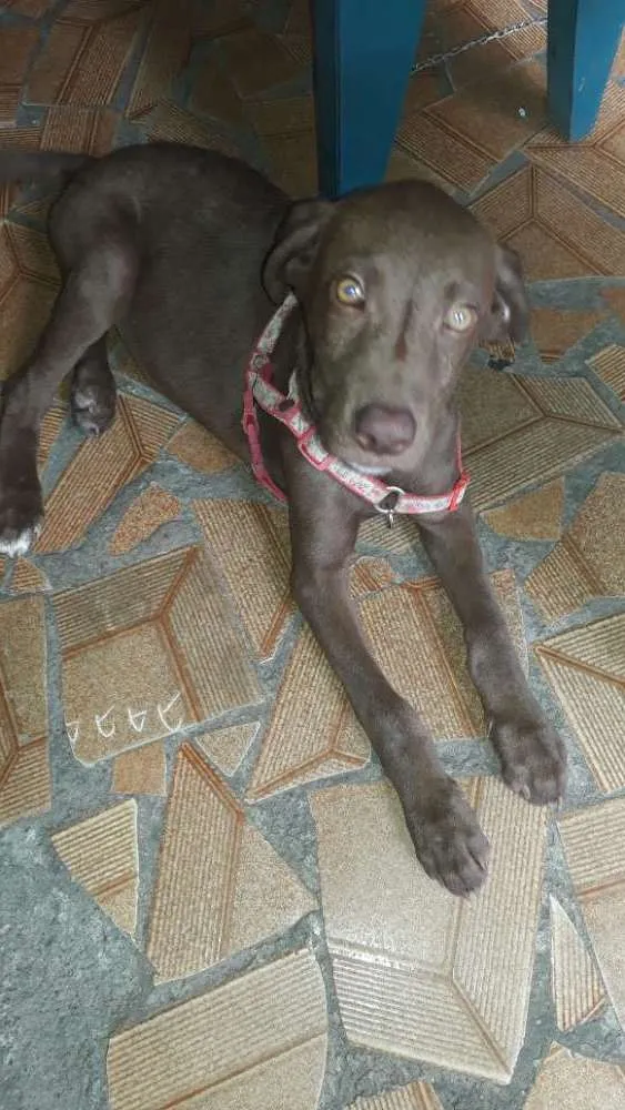 Cachorro ra a Labrador idade 2 a 6 meses nome Chocolate