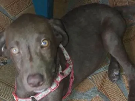 Cachorro ra a Labrador idade 2 a 6 meses nome Chocolate