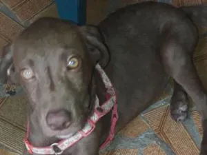 Cachorro raça Labrador idade 2 a 6 meses nome Chocolate