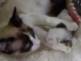 Bebês