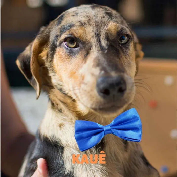 Cachorro ra a  idade 1 ano nome Kauê