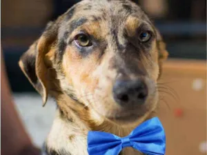 Cachorro raça  idade 1 ano nome Kauê