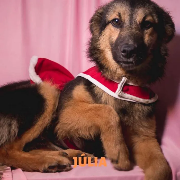 Cachorro ra a  idade 2 a 6 meses nome Julia Filhote